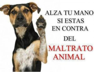 imagenes-en-contra-del-maltrato-animal.jpg