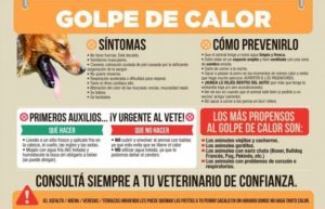 golpe-calor-perro-esquema.jpg